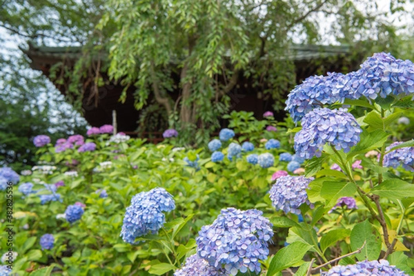 Fototapeta 本土寺の紫陽花