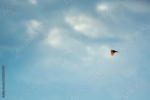 Fototapeta Straw-coloured fruit bat (Eidolon helvum), Bat migration, Kasanka National Park, Serenje, Zambia, Africa