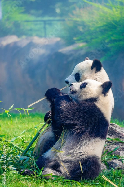Fototapeta Mother Panda Yuan Yuan and her baby Panda Yuan Meng are Snuggling and eating bamboo in the morning, zoo beauval, France