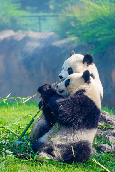 Fototapeta Mother Panda Yuan Yuan and her baby Panda Yuan Meng are Snuggling and eating bamboo in the morning, zoo beauval, France