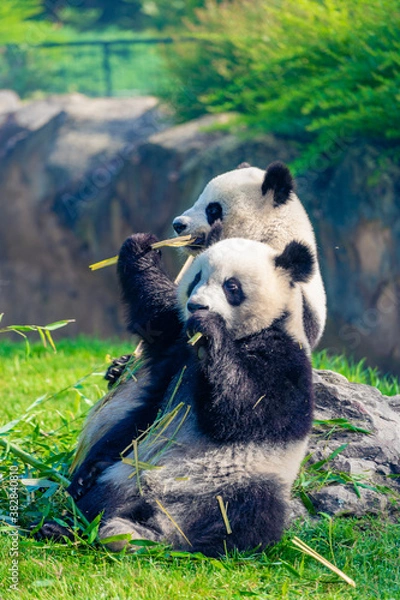 Fototapeta Mother Panda Yuan Yuan and her baby Panda Yuan Meng are Snuggling and eating bamboo in the morning, zoo beauval, France
