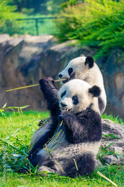 Fototapeta Mother Panda Yuan Yuan and her baby Panda Yuan Meng are Snuggling and eating bamboo in the morning, zoo beauval, France