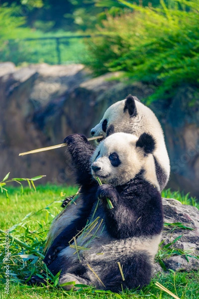 Fototapeta Mother Panda Yuan Yuan and her baby Panda Yuan Meng are Snuggling and eating bamboo in the morning, zoo beauval, France