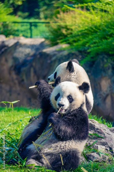 Fototapeta Mother Panda Yuan Yuan and her baby Panda Yuan Meng are Snuggling and eating bamboo in the morning, zoo beauval, France