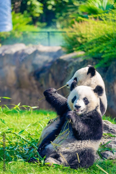 Fototapeta Mother Panda Yuan Yuan and her baby Panda Yuan Meng are Snuggling and eating bamboo in the morning, zoo beauval, France