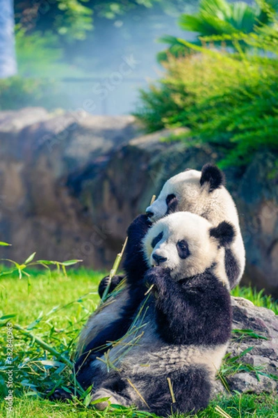 Fototapeta Mother Panda Yuan Yuan and her baby Panda Yuan Meng are Snuggling and eating bamboo in the morning, zoo beauval, France