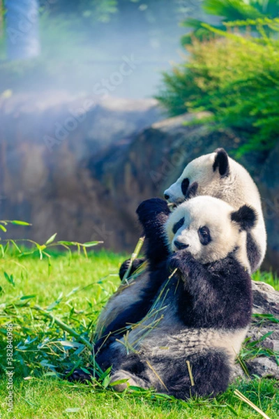 Fototapeta Mother Panda Yuan Yuan and her baby Panda Yuan Meng are Snuggling and eating bamboo in the morning, zoo beauval, France