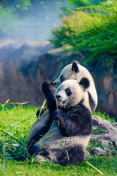 Fototapeta Mother Panda Yuan Yuan and her baby Panda Yuan Meng are Snuggling and eating bamboo in the morning, zoo beauval, France