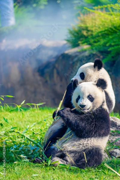 Fototapeta Mother Panda Yuan Yuan and her baby Panda Yuan Meng are Snuggling and eating bamboo in the morning, zoo beauval, France