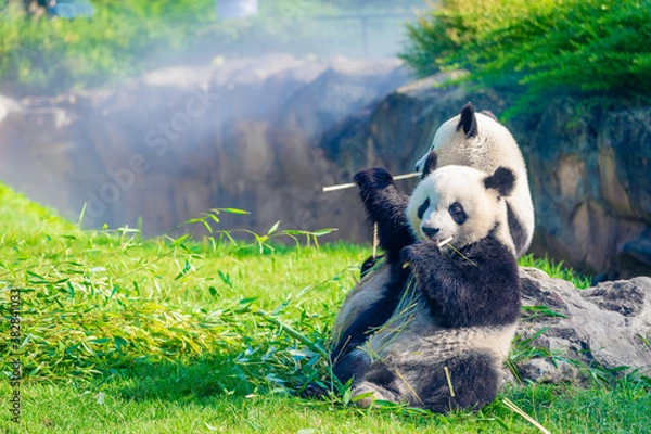 Fototapeta Mother Panda Yuan Yuan and her baby Panda Yuan Meng are Snuggling and eating bamboo in the morning, zoo beauval, France