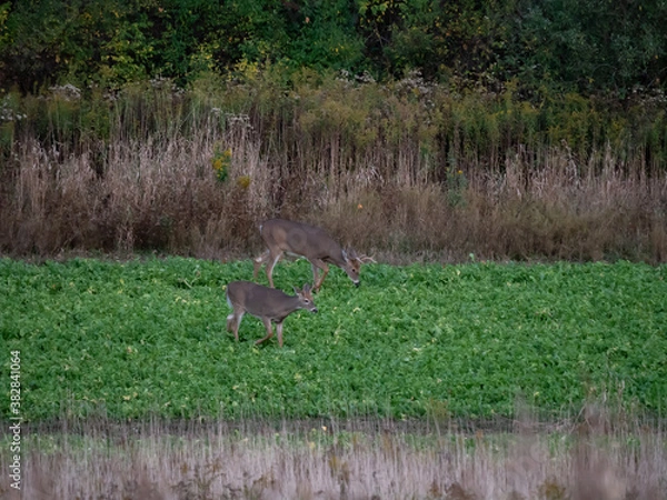 Fototapeta White Tail Deer
