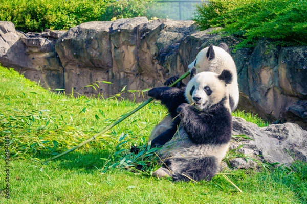 Fototapeta Mother Panda Yuan Yuan and her baby Panda Yuan Meng are Snuggling and eating bamboo in the morning, zoo beauval, France