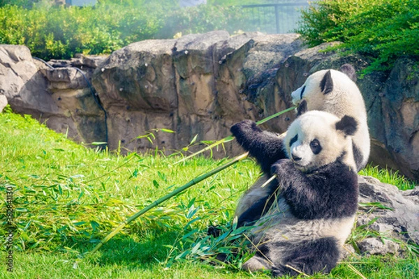 Fototapeta Mother Panda Yuan Yuan and her baby Panda Yuan Meng are Snuggling and eating bamboo in the morning, zoo beauval, France