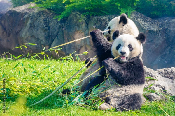 Fototapeta Mother Panda Yuan Yuan and her baby Panda Yuan Meng are Snuggling and eating bamboo in the morning, zoo beauval, France