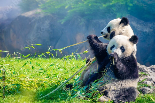 Fototapeta Mother Panda Yuan Yuan and her baby Panda Yuan Meng are Snuggling and eating bamboo in the morning, zoo beauval, France