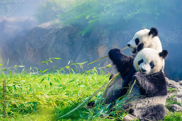 Fototapeta Mother Panda Yuan Yuan and her baby Panda Yuan Meng are Snuggling and eating bamboo in the morning, zoo beauval, France