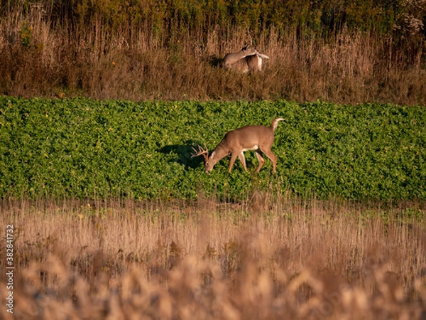 Fototapeta White Tail Deer