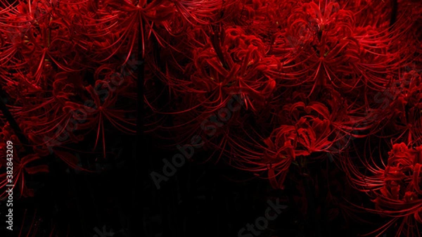 Obraz 花・植物 彼岸花