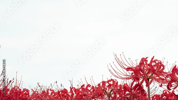 Obraz 花・植物 彼岸花