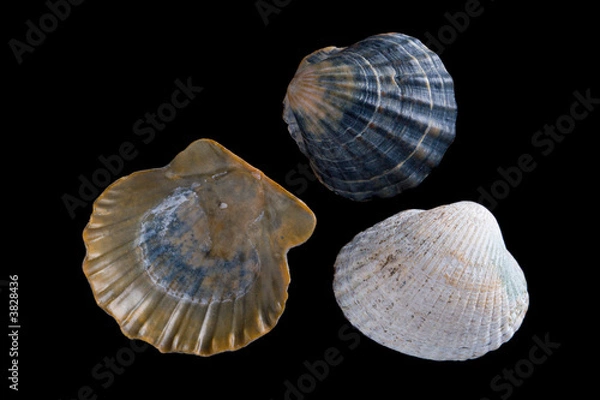 Fototapeta conch shell close-up isolated on black background