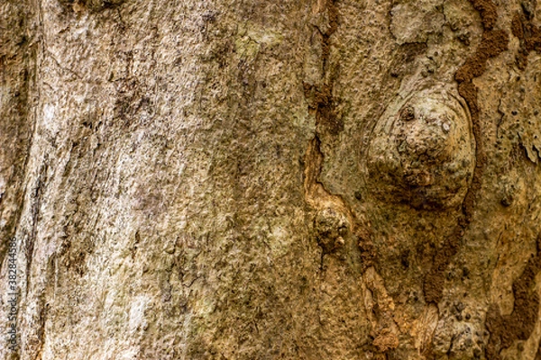 Obraz Old wooden texture background that has natural cracks