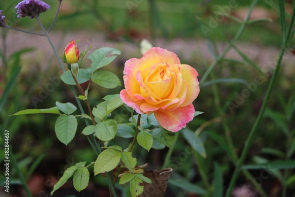 Obraz РОЗЫ НА ВДНХ