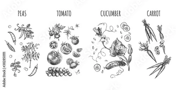 Fototapeta farmers vegetables set