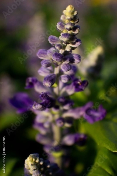 Fototapeta lavender garden