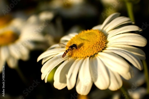 Fototapeta bee on daisy