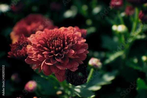 Obraz red dahlia flower