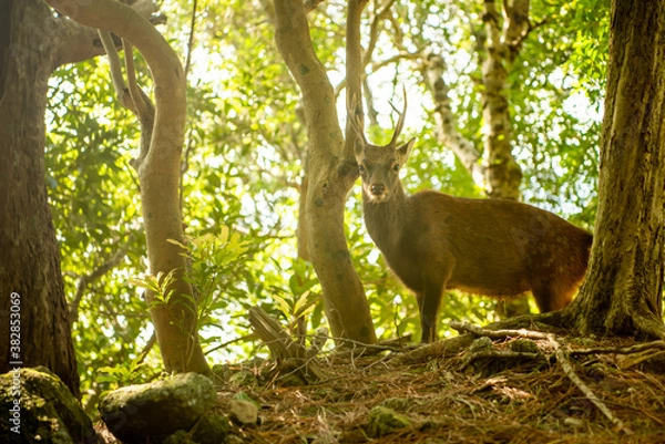 Obraz 屋久島のヤクシカ