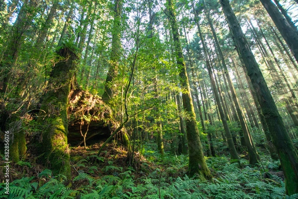 Obraz 腐敗した屋久杉株