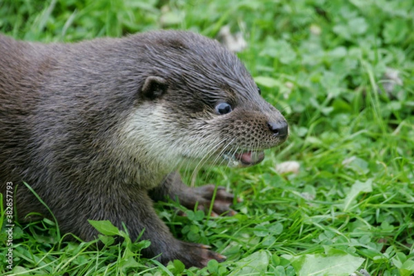 Obraz otter on the grass