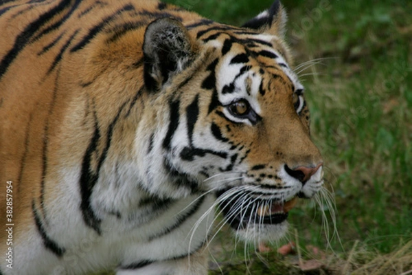 Fototapeta tiger in zoo
