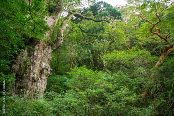 Obraz 屋久島の縄文杉