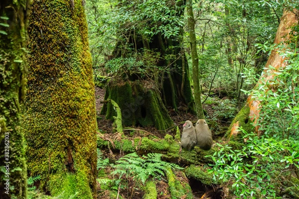 Obraz 屋久島のヤクザル