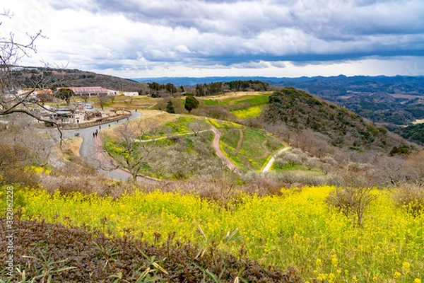 Obraz 菜の花の花畑