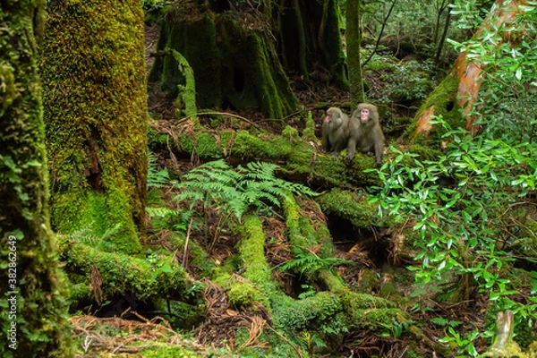 Obraz 屋久島のヤクザル
