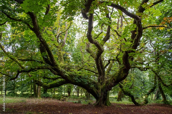 Obraz large and old tree in the park