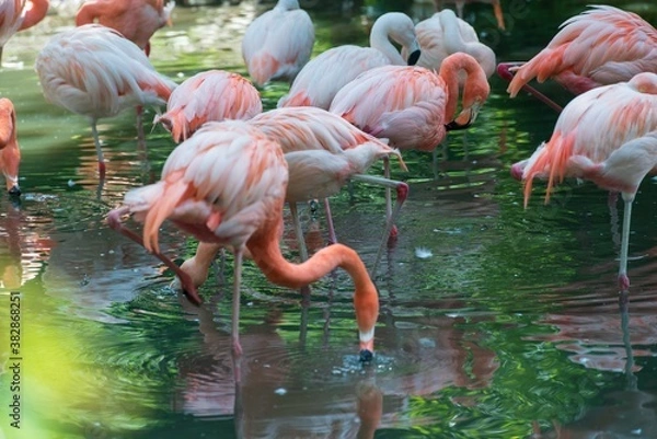 Fototapeta Flamingo