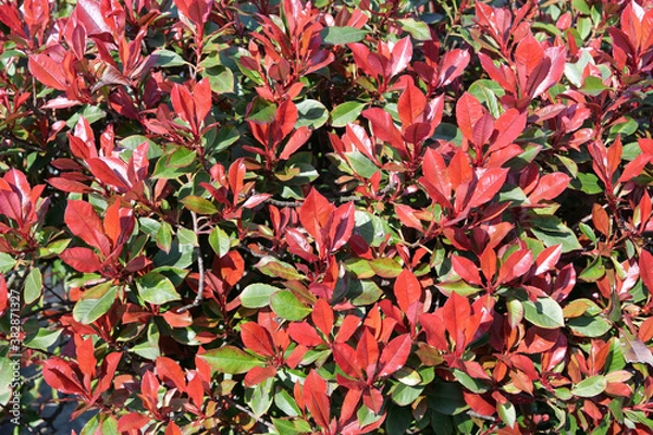 Fototapeta Background: beautiful red and red leaves and branches of a photinia plant
