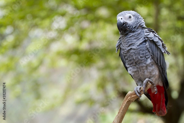 Fototapeta gray parrot with red tail catching on tree branch in wood.