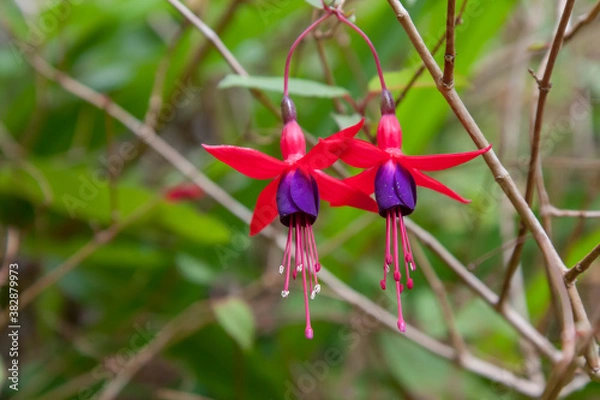 Fototapeta Blooming buds of pink fuchsia close up