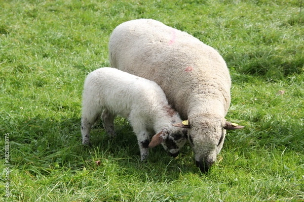 Fototapeta Schaf mit Lamm