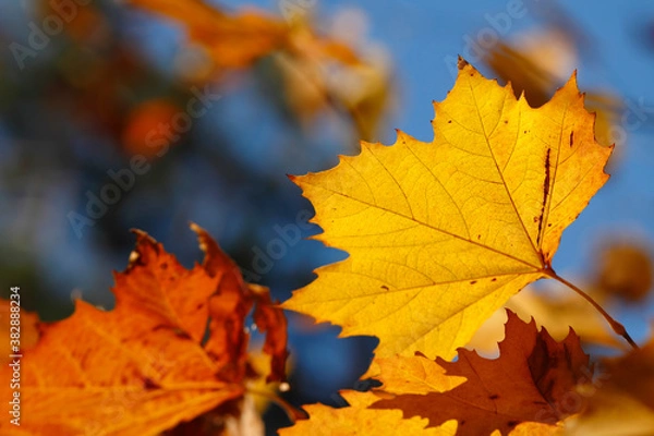 Obraz Colorful foliage in the autumn forest. Autumn leaves sky background. Autumn trees leaves in beautiful color.