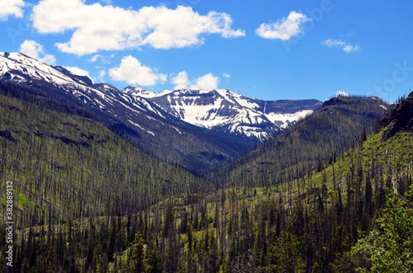 Obraz Wyoming - Yellowstone Fire Remains