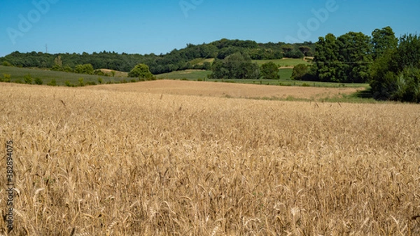 Fototapeta 
Fields of cultivation under the spring sun