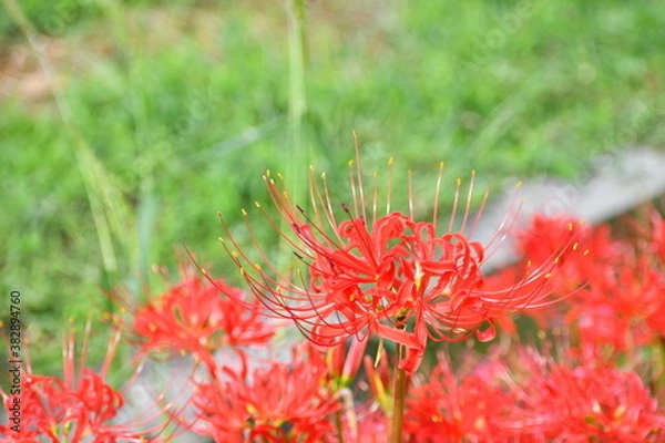 Fototapeta 彼岸花