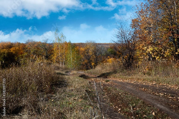 Obraz autumn in the forest