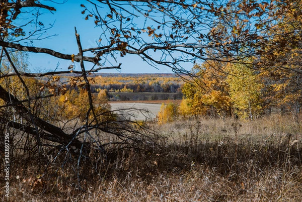 Obraz autumn in the woods